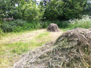 meadow hay stacks