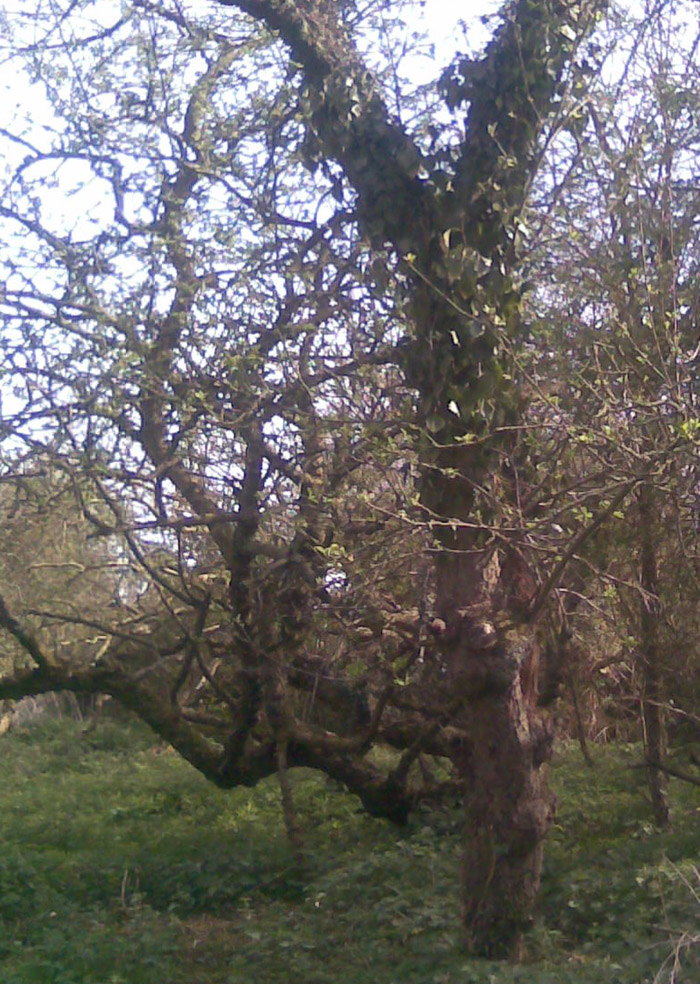 Overgrown old apple tree