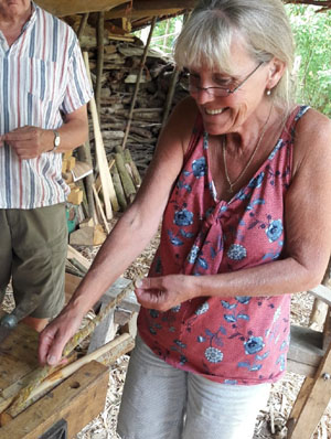 peeling Elm bast