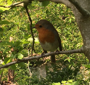 Robin in old orchard