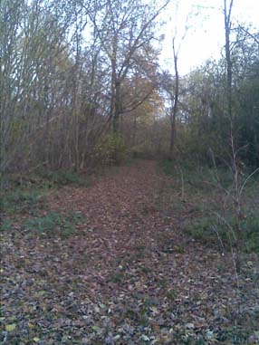 Suffolk woodland